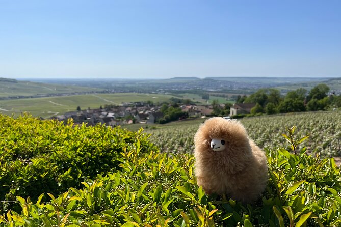 Burgundy Wine & Cheese Tasting Private Day Trip 15 Glasses - Tickets to Hotel Dieu Beaune