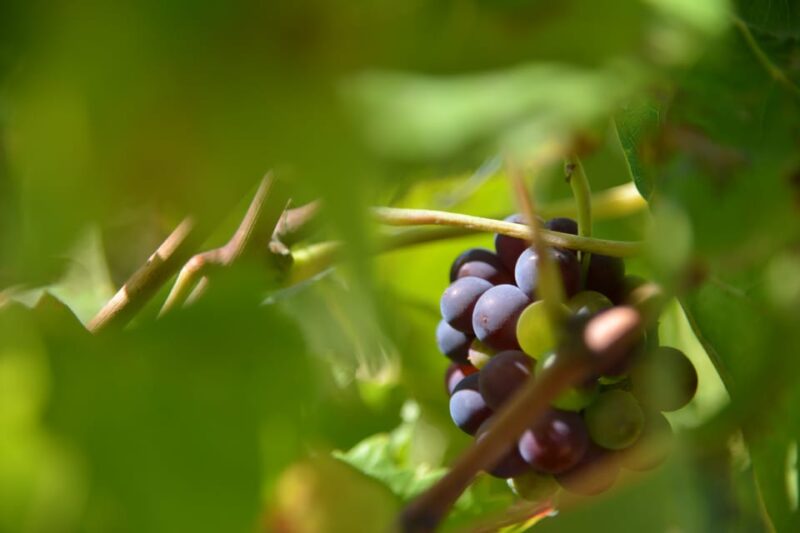 Burgundy Wines Full-Day Tasting Tour From Dijon - Customer Reviews
