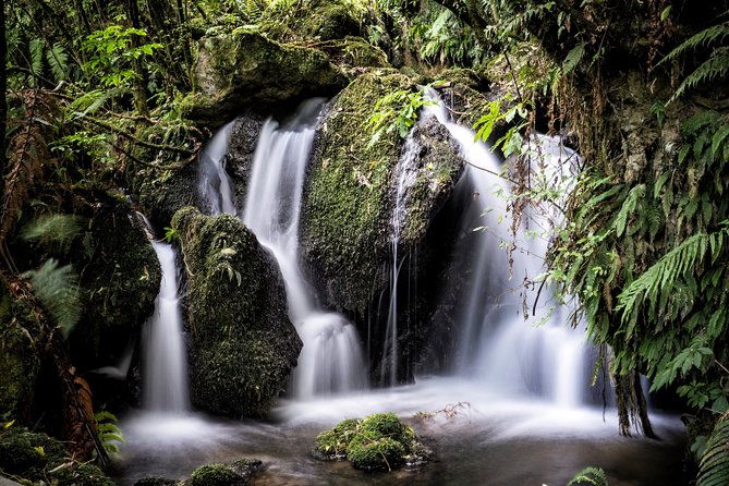 Buried Village of Te Wairoa - Visitor Reviews and Feedback