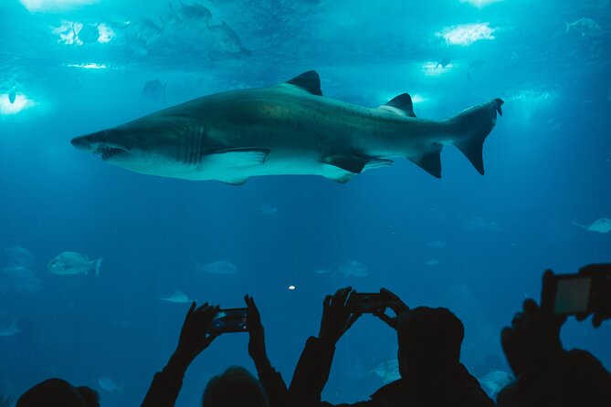 Burj Khalifa and Dubai Aquarium Combo Admission Ticket - Accessibility and Special Considerations