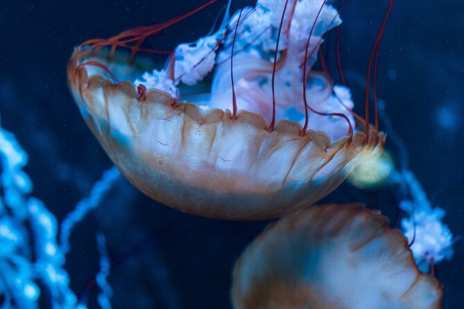 Burj Khalifa and Dubai Aquarium Combo Admission Ticket - Meeting Point and Pickup Details