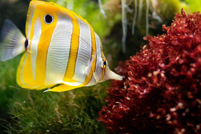 Burj Khalifa and Dubai Aquarium Combo Admission Ticket - Breathtaking City Views