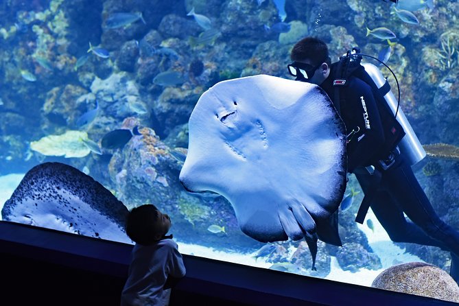 Burj Khalifa, Dubai Aquarium & Underwater Zoo Combo Tickets - Departure Point and Accessibility