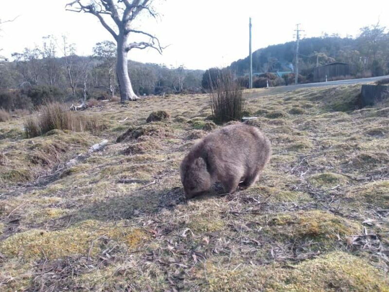 Burnie: Guided 6-hour tour to Cradle Mountain & Dove Lake - The Practical Aspects and Value