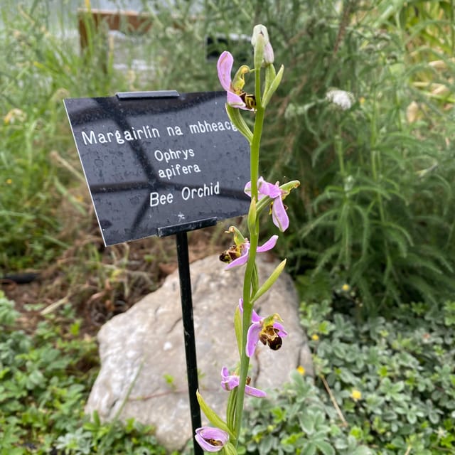 Burren Botany Experience - Key Points