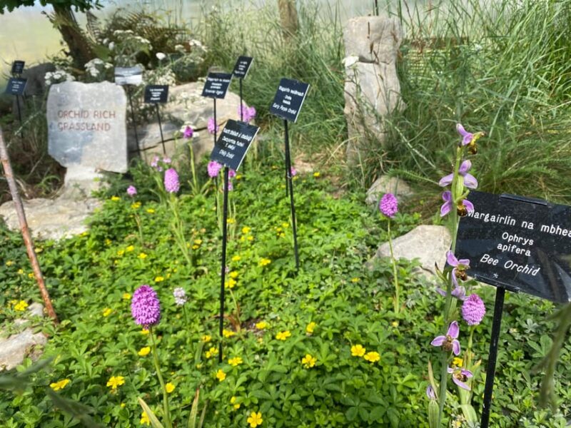 Burren Botany Experience - Guided and Self-Guided Exploration