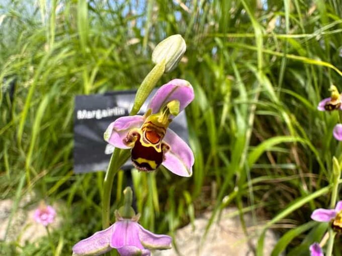 Burren Botany Experience - Frequently Asked Questions