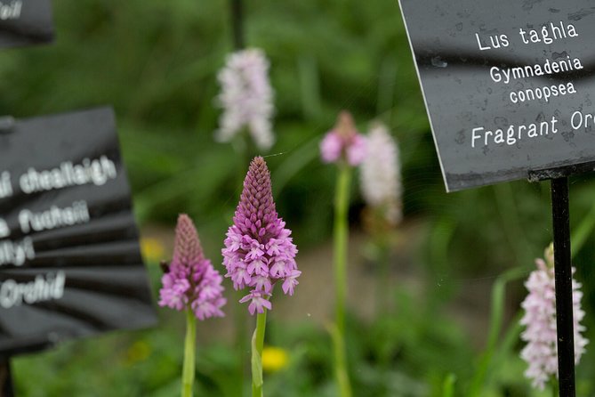 Burren Nature Sanctuary - Attractions and Activities