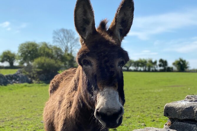 Burren Nature Sanctuary - Animal Paddocks
