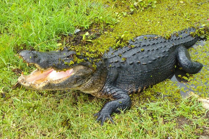 Bus From Miami to Everglades With Airboat Ride and a Free Picture - Inclusions and Exclusions