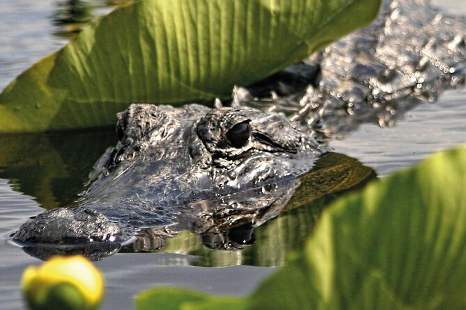 Bus From Miami to Everglades With Airboat Ride and a Free Picture - What to Bring
