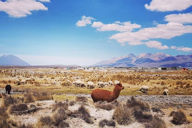 Bus From Puno to Chivay With Stops - Exploring Lagunillas Lake