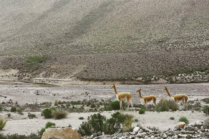 Bus From Puno to Chivay With Stops - Passenger Reviews and Feedback