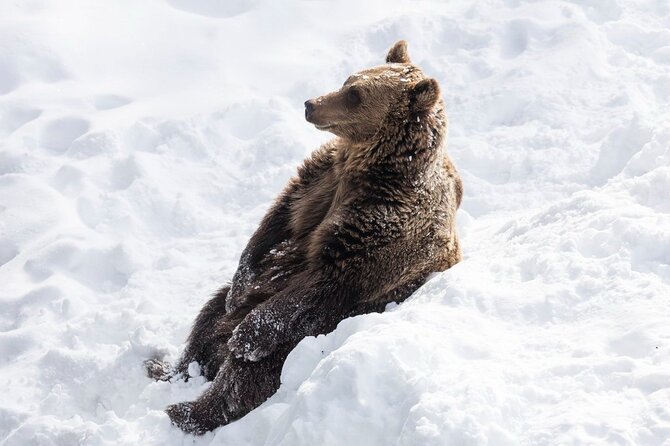 Bus to Ranua Zoo From Rovaniemi - Pickup Details