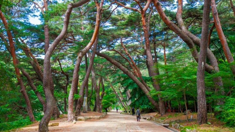 Busan: Discovery Tour With Snow & UNESCO Spot - Frequently Asked Questions