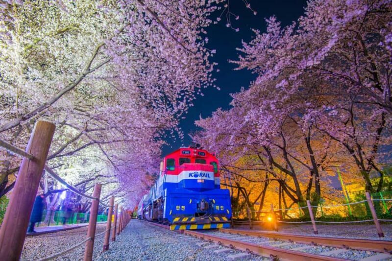 Busan: Jinhae Cherry Blossom Festival Day or Night Tour - Key Points