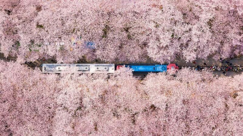 Busan: Jinhae Cherry Blossom Festival Day or Night Tour - Discovering South Korea’s Most Beautiful Blossoms