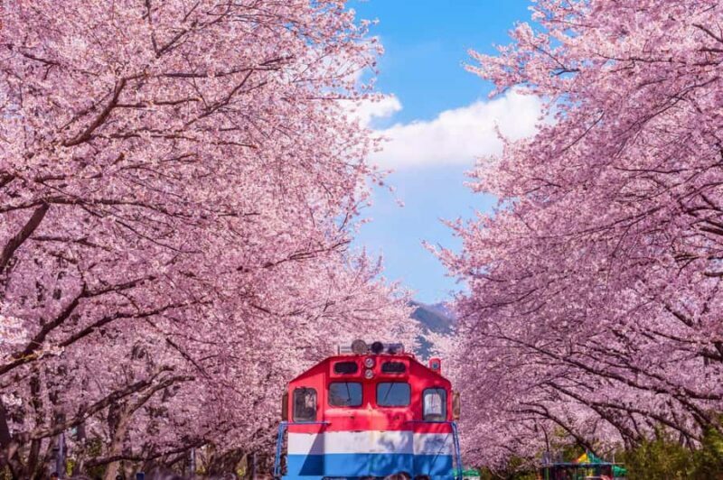 Busan: Jinhae Cherry Blossom Festival Day or Night Tour - Authentic Local Flavors & Scenic Stops