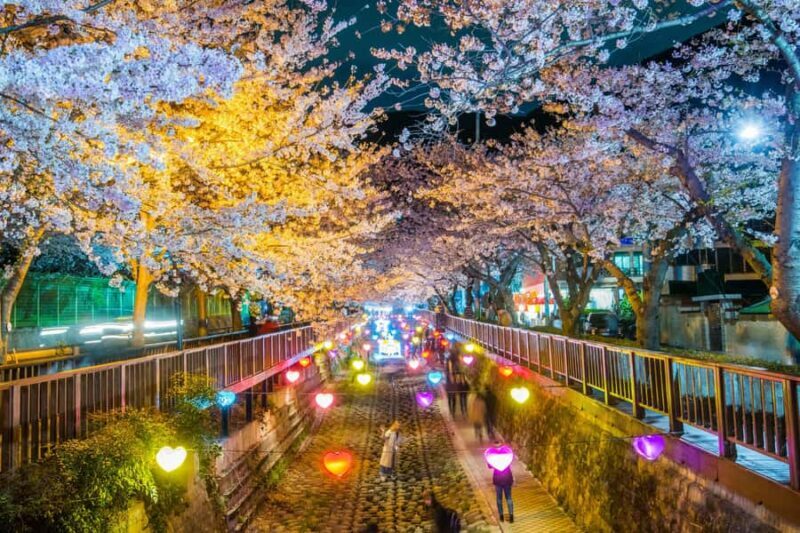 Busan: Jinhae Cherry Blossom Festival Day or Night Tour - Who Should Consider This Tour?