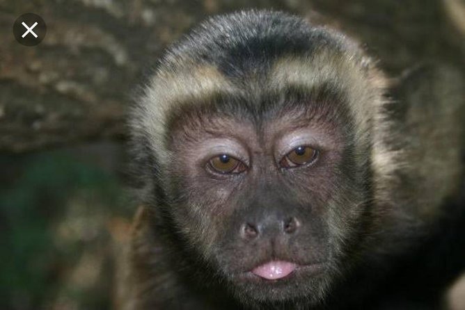 Bush Babies & Monkey Sanctuary and Elephants Walk Private - Transportation and Admission Details