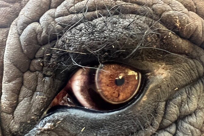 Bush Babies & Monkey Sanctuary and Elephants Walk Private - Visibility of Bush Babies