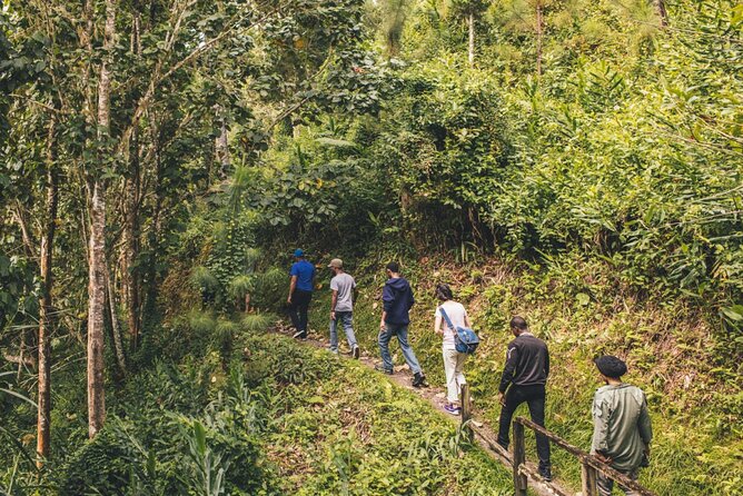 Bush Hiking to Explore Wild Plants & Fresh Fruits,Montego Bay - Inclusions and Transportation
