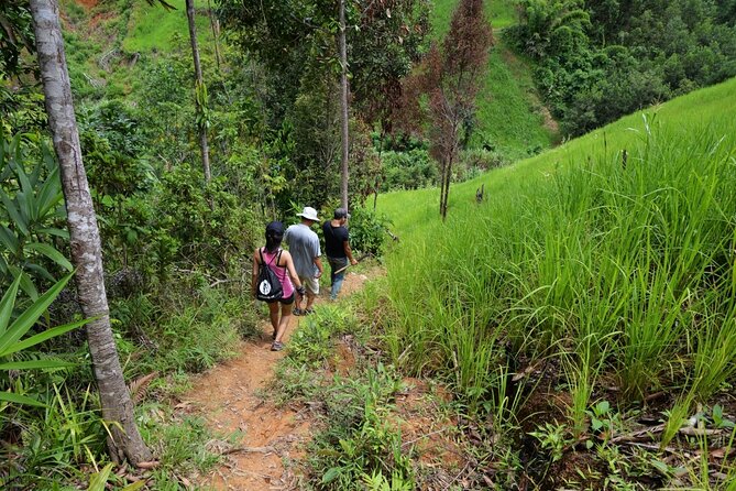 Bush Hiking to Explore Wild Plants & Fresh Fruits,Montego Bay - Exploring Wild Plants