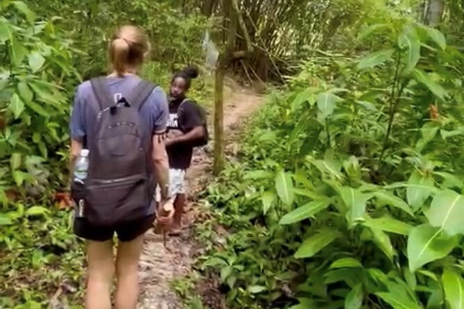 Bush Hiking to Explore Wild Plants & Fresh Fruits,Montego Bay - Taking in the Montego Bay Experience