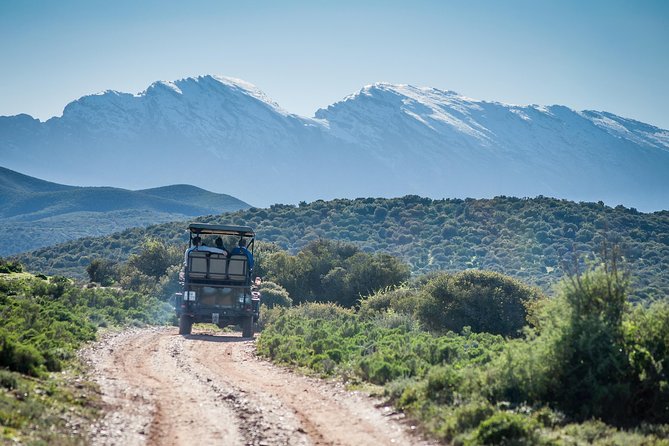 Bush Safari - Accessibility Options