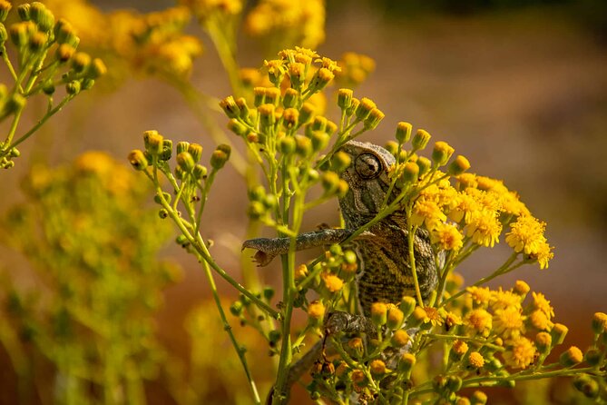 Buskett Woodlands and Dingli Cliffs Nature Walking Private Tour - Inclusions in the Tour