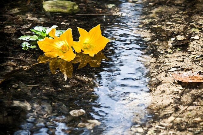 Buskett Woodlands and Dingli Cliffs Nature Walking Private Tour - Scenic Walking Route