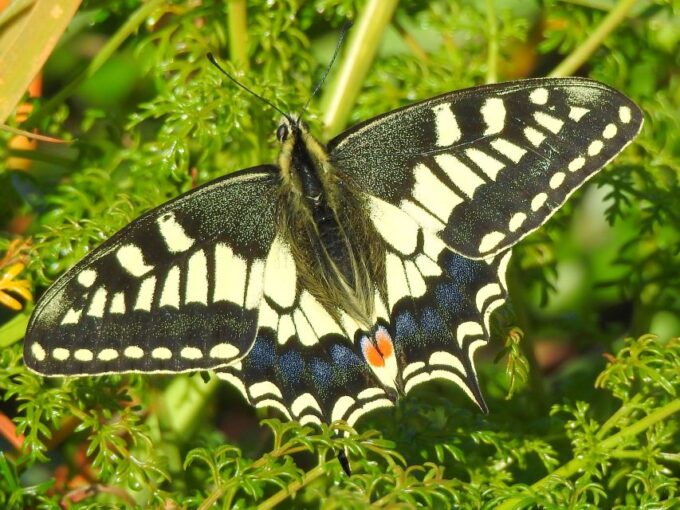 Buskett Woodlands and Dingli Cliffs Private Nature Tour - Guided Walking Tour
