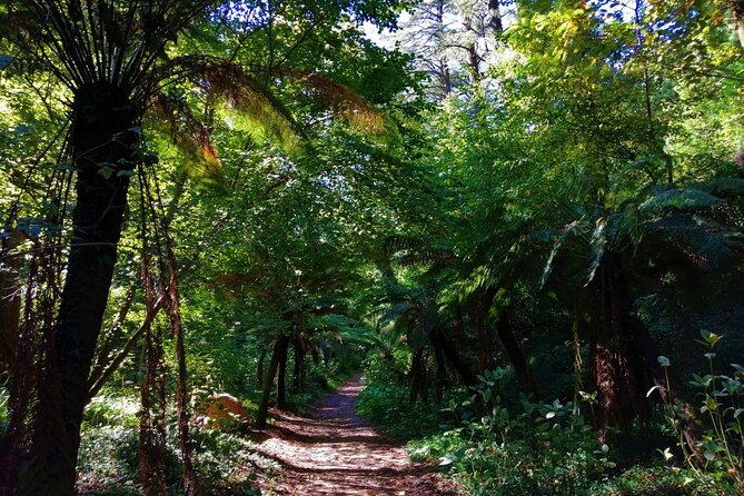 Bussaco Forest Walking Experience, Half Day From Coimbra - Highlights of the Experience