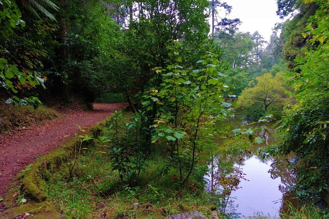 Bussaco Forest Walking Experience, Half Day From Coimbra - Health and Safety Considerations