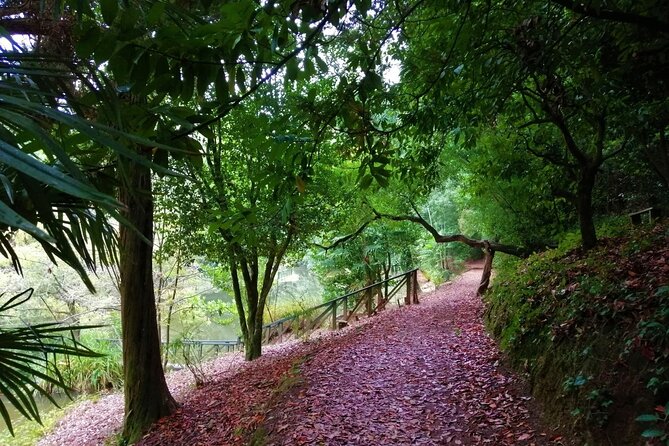 Bussaco Forest Walking Experience, Half Day From Coimbra - Cancellation and Booking Options