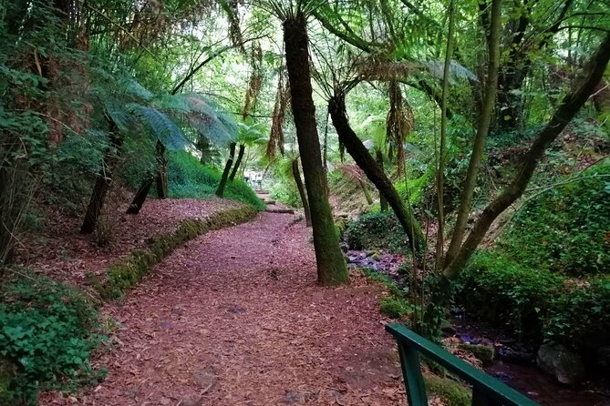 Bussaco Forest Walking Experience, Half Day From Coimbra - Guest Feedback and Responses