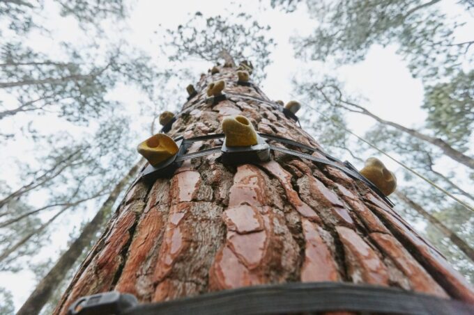 Busselton: Forest Adventure With Zip Lining and Rope Course - Directions and Accessibility