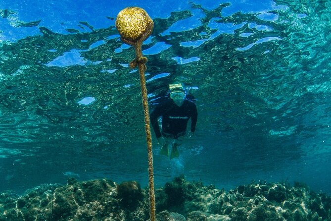 Busselton Jetty and Underwater Sculptures Snorkel Boat Tour - Exploring Busselton Jetty