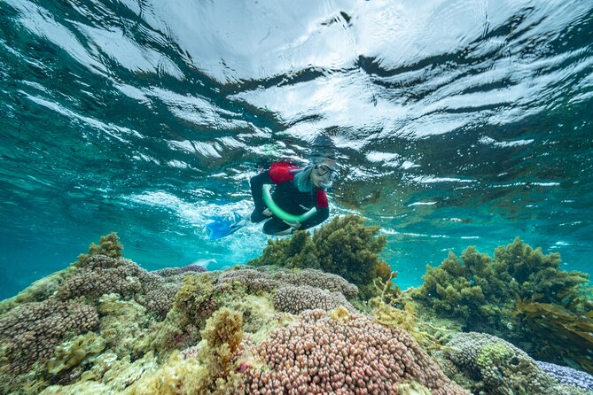 Busselton Jetty and Underwater Sculptures Snorkel Boat Tour - Underwater Sculptures