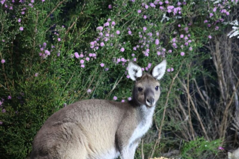 Busselton: Nocturnal Animal Tour - Key Points