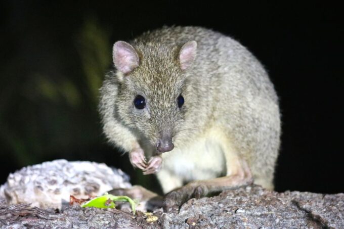 Busselton: Nocturnal Animal Tour - Pricing and Availability