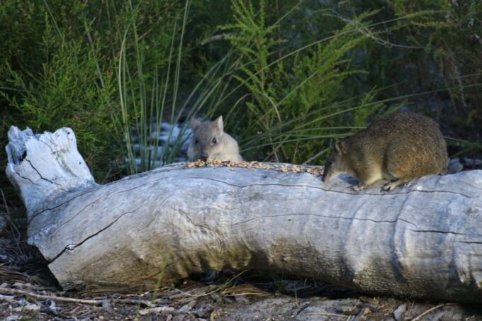 Busselton: Nocturnal Animal Tour - Pickup and Transportation