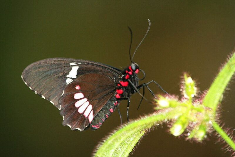 Butterflies, Tequila and Beach - Key Points