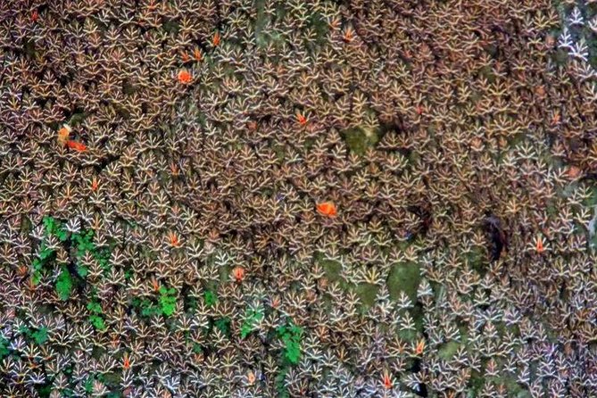 Butterflies Valley & Chalki From Rhodes - Observing Thousands of Butterflies in Their Habitat