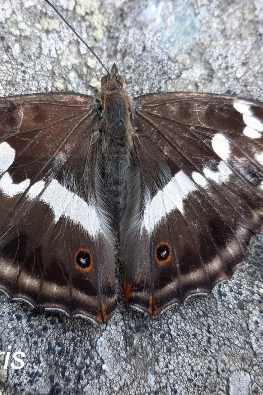 BUTTERFLIES - WATCHING - Key Points