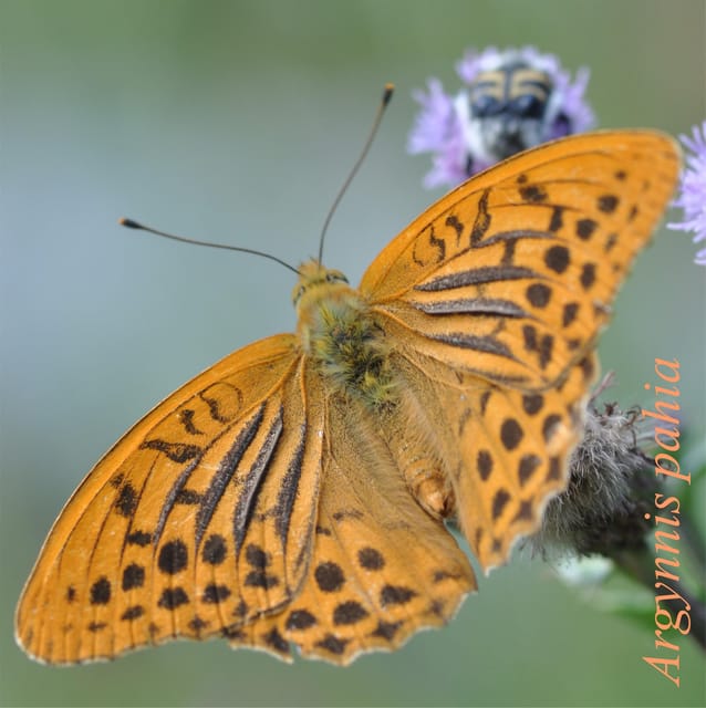 BUTTERFLIES - WATCHING - Accessibility and Services