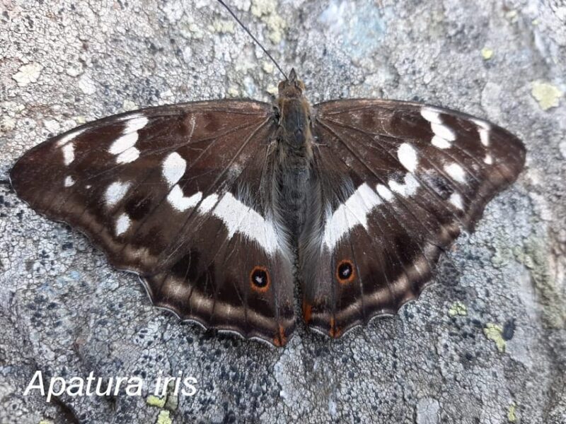 BUTTERFLIES - WATCHING - Experience Highlights