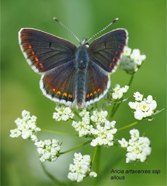 BUTTERFLIES - WATCHING - Cancellation Policy