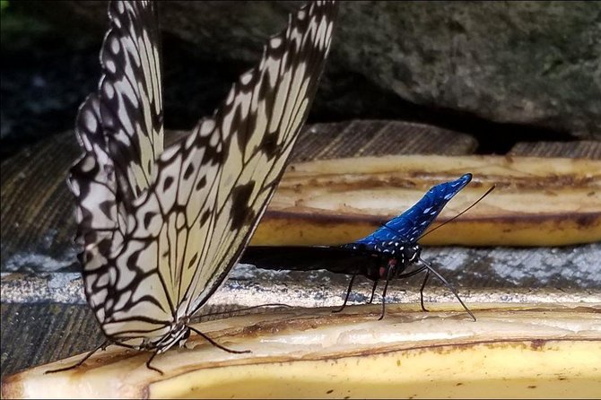 Butterfly Rainforest at Florida Museum of Natural History Ticket - Exhibits and Attractions
