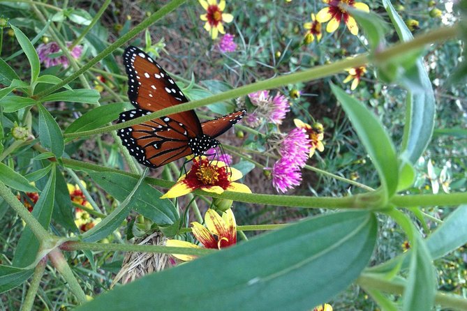 Butterfly Rainforest at Florida Museum of Natural History Ticket - Exploring Powell Hall